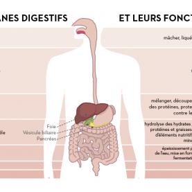 alm_esa_digestion_role_fr.jpg