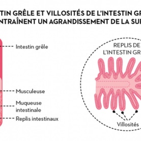 alm_esa_digestion_villi_fr.png