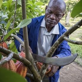 GettyImages_Thomas_Imo_récolte_cacao_157518763_Web.jpg