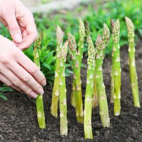 Cueillette Asperges Vertes AL022-01