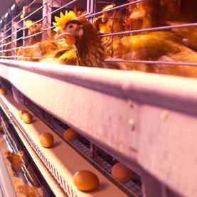 AL022-11 poulet batterie