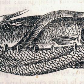 ©poisson-maigre-livre-recettes-beauvilliers-1814_detail.png