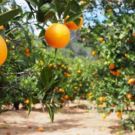 AL022-06_orangeraie_Espagne.jpg