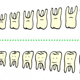 ©Giorgio Pesce Atelier Poisson_dentsrvb2.png