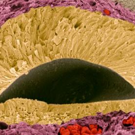 ©Steve Gschmeissner_Science Photo Library_Foetal_sense_organ_F0027306.png