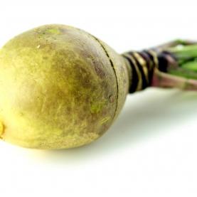 WEB--- rutabaga---.png