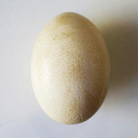 AL9863_oeuf_autruche_TA2017_societe_oeuf.jpg