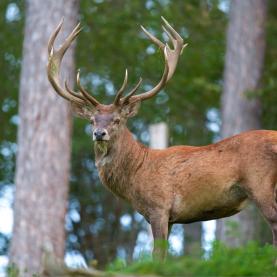 Cervus_elaphus_Luc_Viatour_6_wiki_commons_lowres.JPG