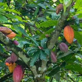TA2019-05 cacaoyer
