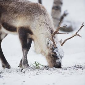 Shutterstock_Kjetil Kolbjornsrud_Renne_Hiver_137046923.jpg