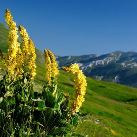 Verbascum thapsus apennines, italy