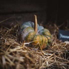 Courge