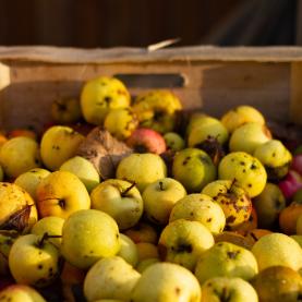 Gaspillage alimentaire