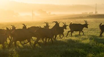 Troupeau de chèvres s’égaillant dans le soleil couchant