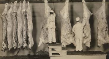 Une profession en lien avec la santé publique. Ici : inspecteurs fédéraux examinant des carcasses, États-Unis, 1910. ©Shutterstock/Everett Historical