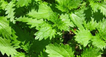 Nettles may sting, but they are also very tasty!