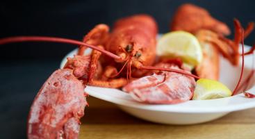 Homard_1260x540_unsplash_Ih9HDG29afU.jpg