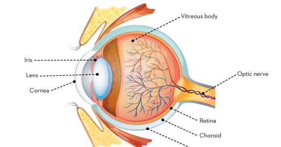 emag4_d2a_oeil-en_800.png