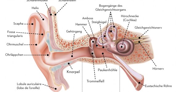 emag4_d2a_oreille-de_800.png