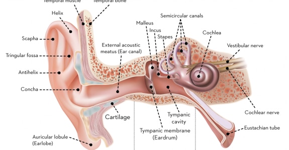 emag4_d2a_oreille-en_800.png