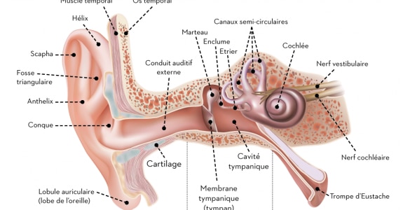 emag4_d2a_oreille-fr_800.png