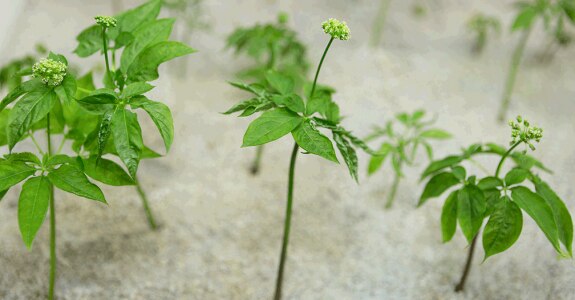 EMAG_ginseng_shutterstock_311434889.png