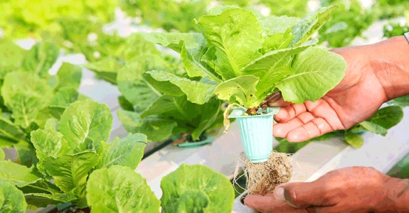 EMAG_salade_shutterstock_280126094.png