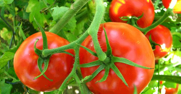 EMAG_tomate_shutterstock_67438492.png