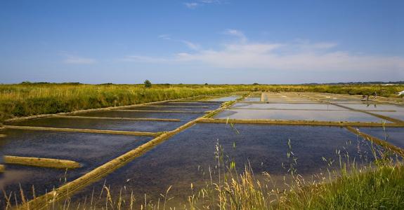 EMAG_sel_guerande_shutterstock_15315448.jpg