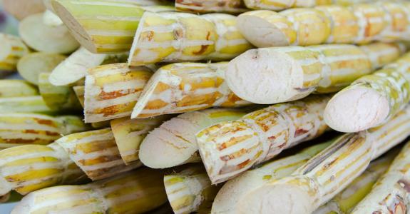 Il faut 1 tonne de tiges de canne à sucre pour produire 100 à 150 kilos de sucre.