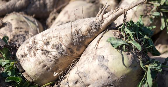 Sugar beet provides 20% of global sugar production (2007-2008 figures).