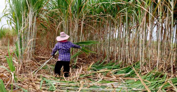 Cultivée dans plus de 100 pays, la canne à sucre intéresse tant les entreprises agroalimentaires que les industries du médicament, de la chimie et de l’énergie.