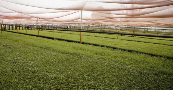 Do local communities receive compensation for growing stevia?