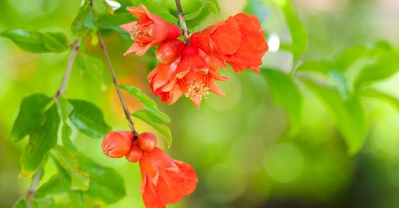 Dans la médecine ayurvédique, même la fleur du grenadier est utilisée.