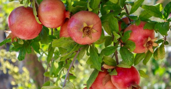 Comme un vague air de pomme ou de fruit de la connaissance…