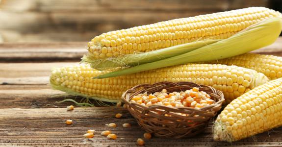 Du pop-corn en puissance ? Pas sûr : seule la variété de maïs à éclater peut produire cette fameuse friandise.