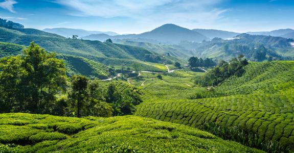 Champs de thé vert en Malaisie