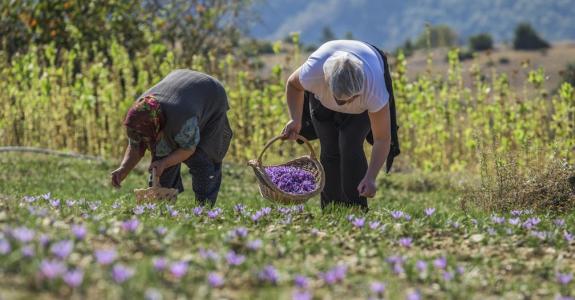 La culture et la récolte du crocus échappent à la mécanisation.