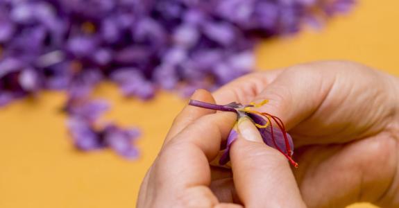 Avant l’étape du séchage, il faut émonder la fleur, soit détacher précautionneusement les trois stigmates rouges de la corolle.