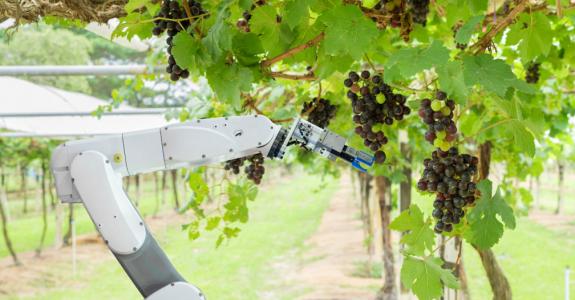 Assistant robotique récoltant et analysant des grappes de raisin