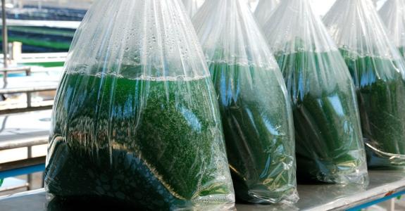 Forte valeur nutritionnelle et capacité de croissance de 25% par jour : la spiruline a tout pour plaire !