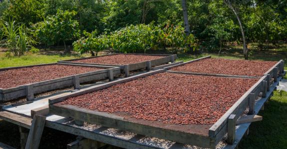 Comme pour un vin ou un whisky, le terroir influe sur la typicité du produit final, qu’il s’agisse d’un chocolat d’assemblage ou d’origine unique.