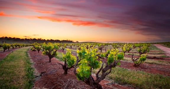 La vallée de la Barossa est l’une des régions viticoles les plus fameuses d’Australie.
