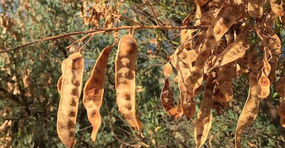 Ces cosses renferment les précieuses graines d’acacia.