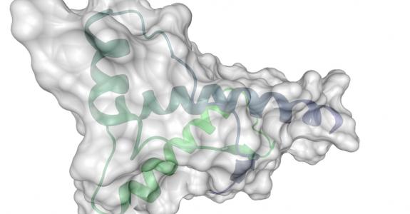 Due au prion et transmissible à l’être humain, l’encéphalopathie spongiforme bovine a conduit nombre de consommateurs vers le végétarisme.