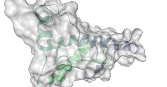 Due au prion et transmissible à l’être humain, l’encéphalopathie spongiforme bovine a conduit nombre de consommateurs vers le végétarisme.