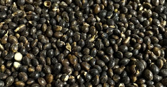 Comme un faux air de lentilles noires…