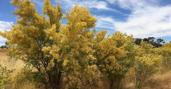 Acacias en fleur dans le bush australien