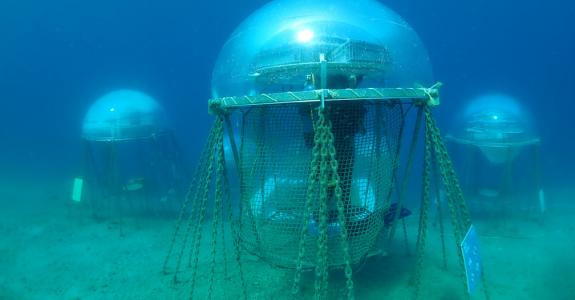 Certains ont la tête dans les nuages, d’autres dans leur jardin sous la mer…