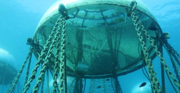 La vie sous-marine (algues, poissons, crustacés…) colonise volontiers ces structures immergées.